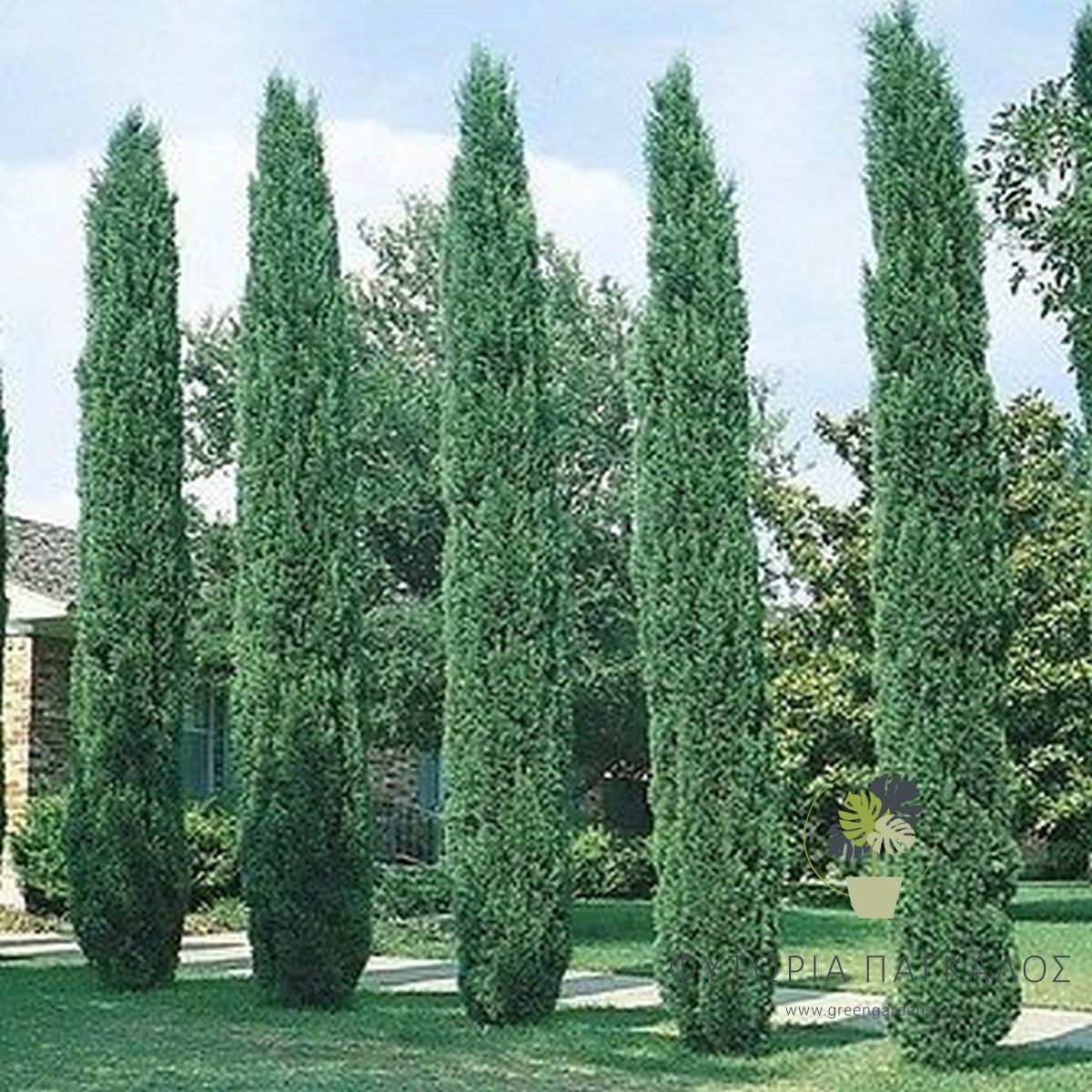 Κυπαρίσσι Τοτέμ (Cupressus sempervirens ‘Totem’) - 2